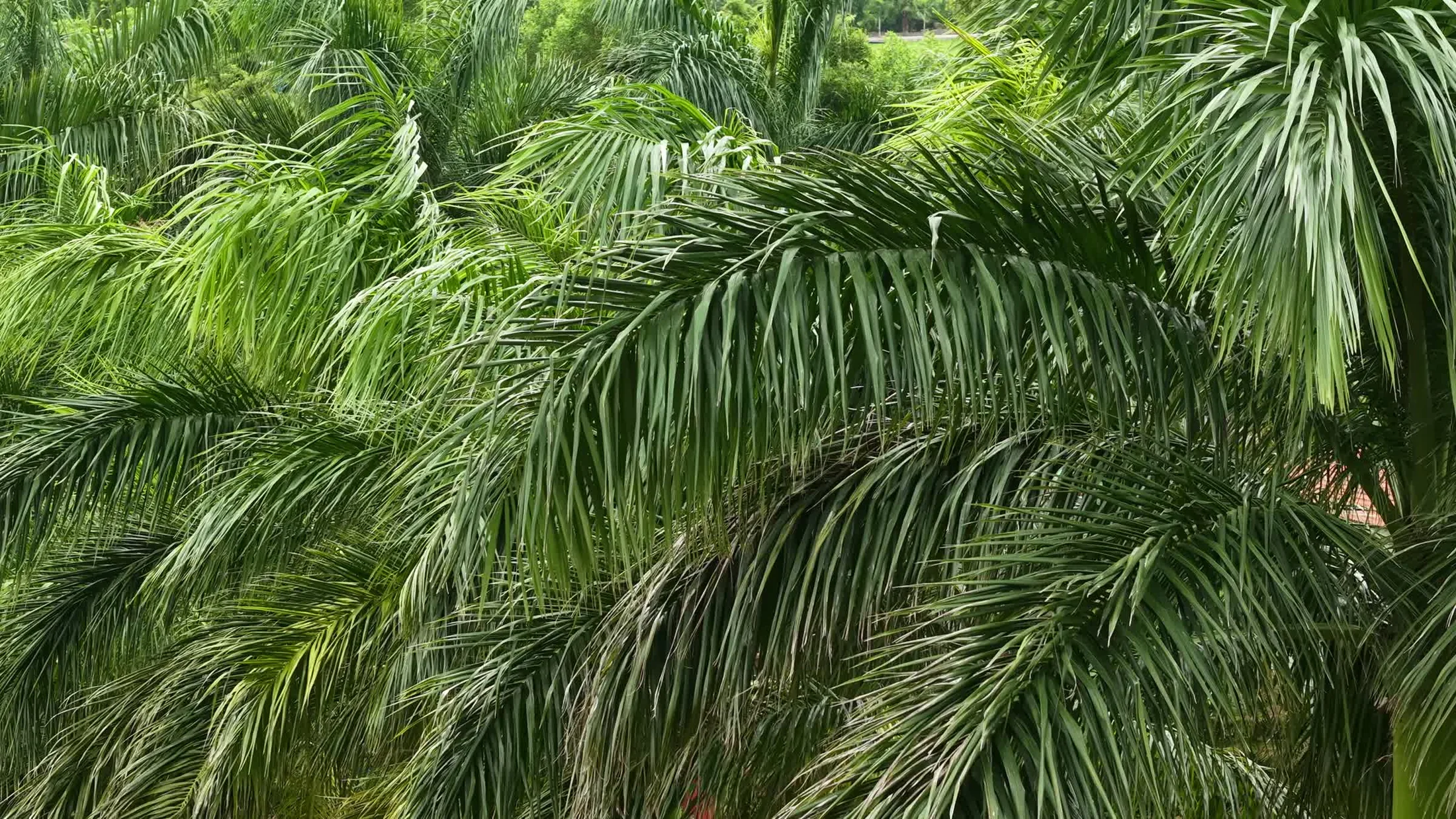 Palm canopy within DS Agro