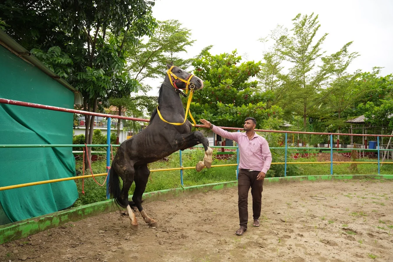 Horse riding. A supervised training moment in the riding arena.